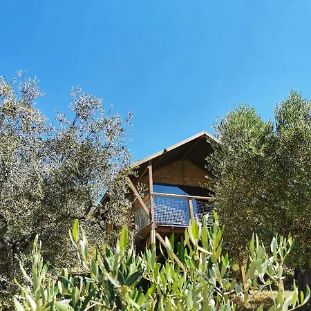 Glamping Immerso In Un Uliveto Biologico Secolare Lodge