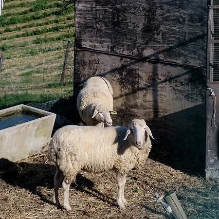 Lodge Glamping E Cirelliwines Abruzzo