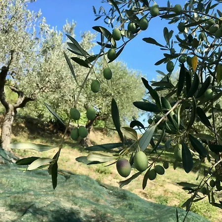 Glamping Immerso In Un Uliveto Biologico Secolare * Città Sant'Angelo