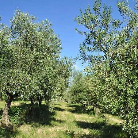 Lodge Glamping Immerso In Un Uliveto Biologico Secolare *