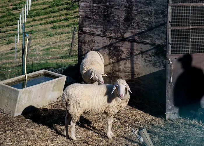 Деревянный коттедж Glamping E Cirelliwines Abruzzo