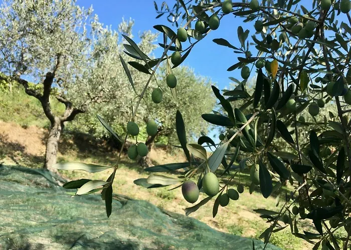 Glamping E Cirelliwines Abruzzo * Citta Sant'Angelo