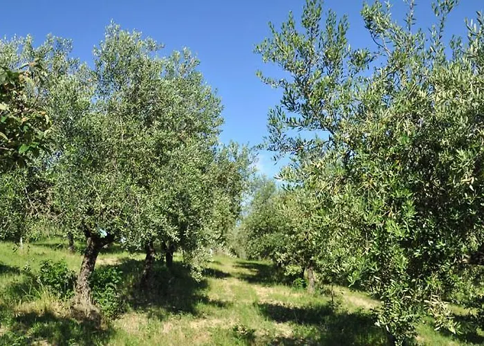 Alojamento de Turismo Selvagem Glamping E Cirelliwines Abruzzo *